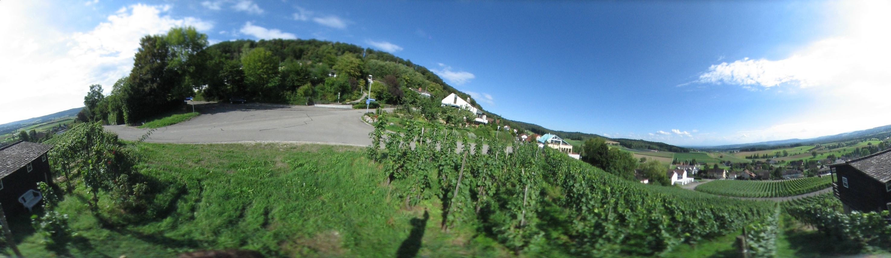 Weinreben in Uhwiesen. Zuercher Weinland.