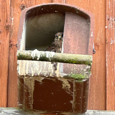 thumbnail Falcon near the rheinfalls