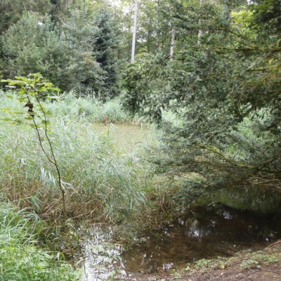 thumbnail Frog pond in Uhwiesen 